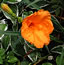 Hemerocallis Siloam Nugget
